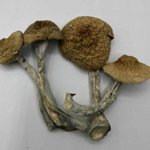 African Transkei Mushrooms