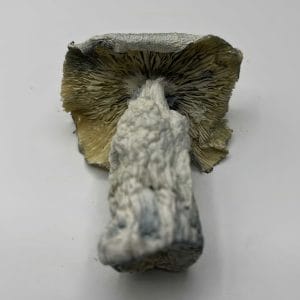 Albino Avery Mushrooms