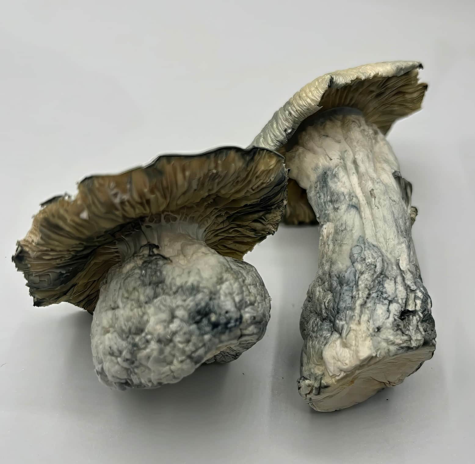 Cosmic Ghost Rider Mushrooms