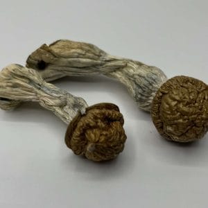 Makila Gorilla Mushrooms