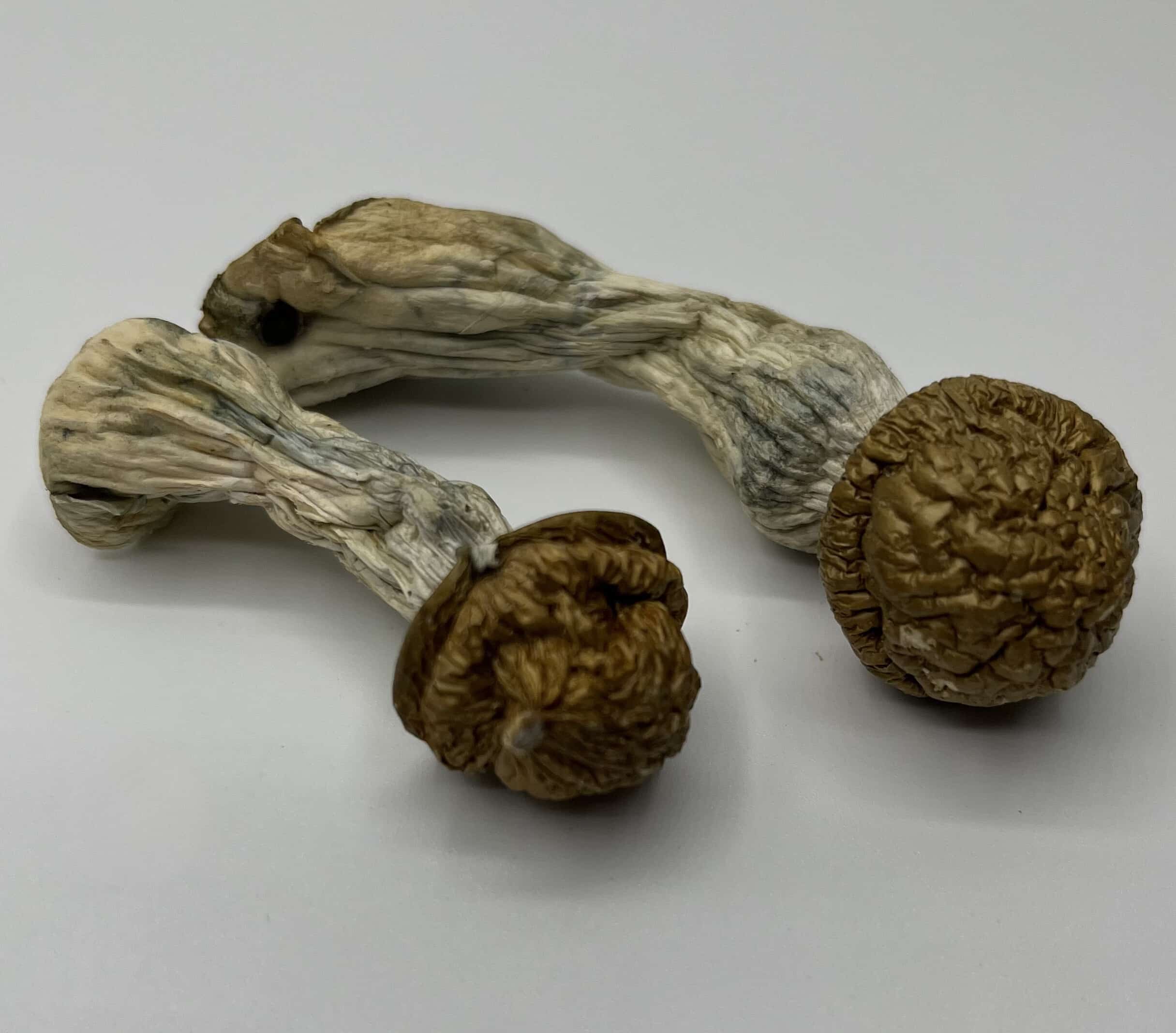 Makila Gorilla Mushrooms