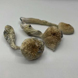 Natelensis Mushrooms