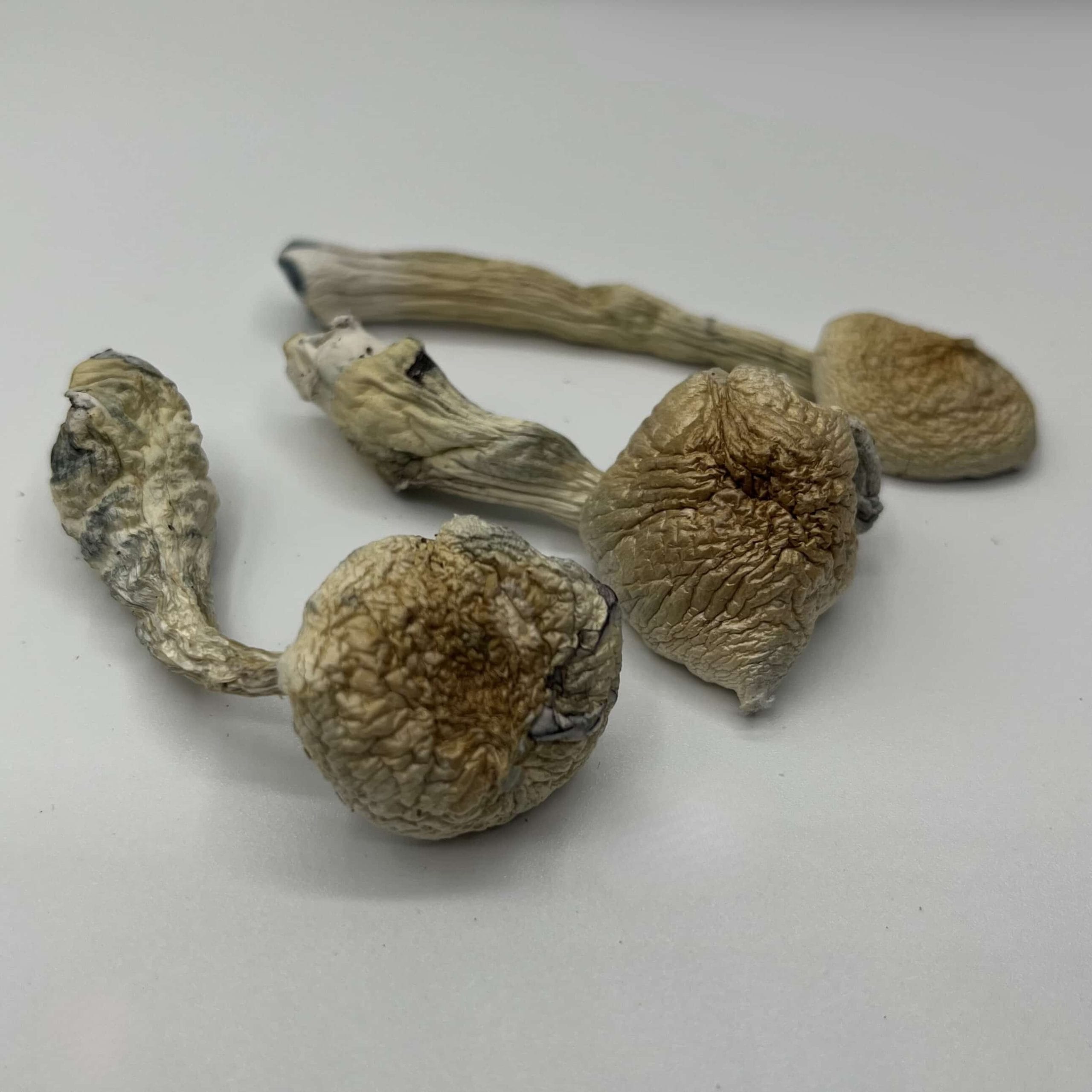 Natelensis Mushrooms