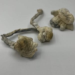 Shakti X Jackfrost Mushrooms