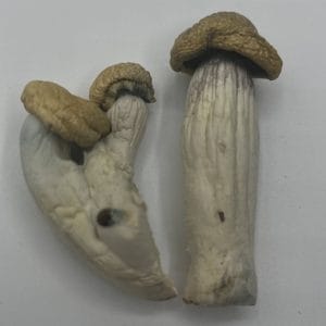 White Rabbit Mushrooms