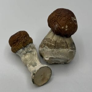 Bullrun Mushrooms
