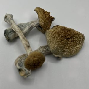 Multiple african envy raw mushrooms in a white table.