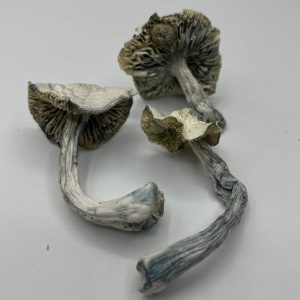 3 magic mushrooms - albino jmf