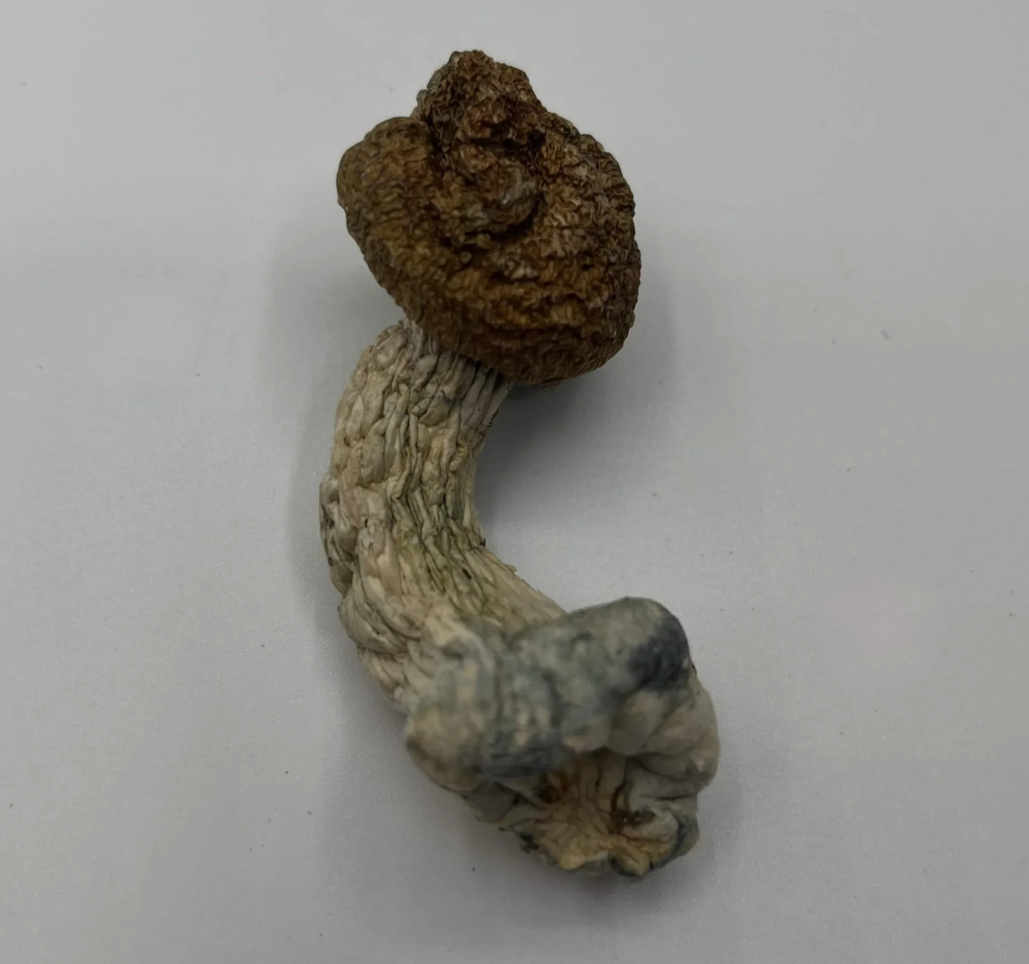 one code blue magic mushroom