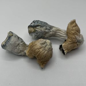 Toque mushroom